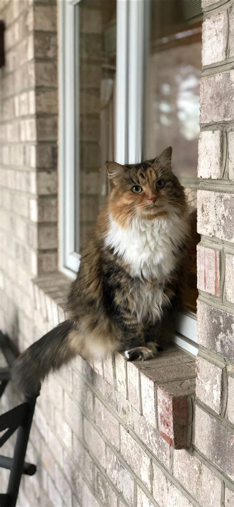 Download and complete an adoption application, print it out to drop off get to know all of the amazing cats at our shelter that are available for adoption. Declawed cats needing rescue/adoption - Home | Facebook