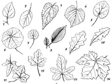 Leave a comment 3,051 views. Leaf.. | Flower line drawings, Flower drawing tutorials ...