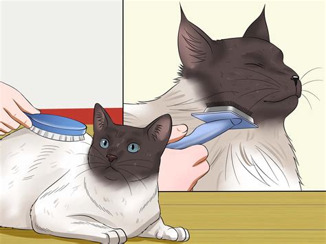 Effectively detangle matted knotted tangled hair | natural hair length retention. 4 Ways to Prevent Matted Cat Hair - wikiHow