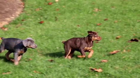 Contact us today for more information. Doberman Pinscher Puppies For Sale - YouTube