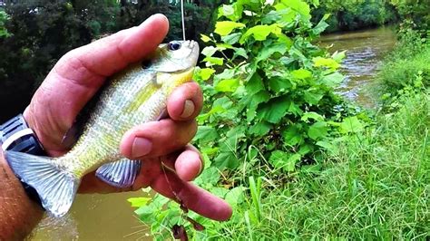 Farm sanctuary is an american animal protection organization, founded in 1986 as an advocate for farmed animals.it was america's first shelter for farmed animals. Creek Fishing With Bluegill As Bait - YouTube