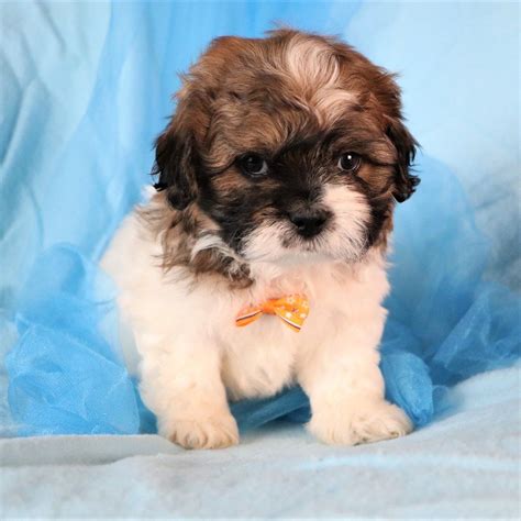 Maybe you would like to learn more about one of these? Shih Tzu Puppies | Happytail Puppies | Family Dog Breeders in NC in 2020 | Shih tzu puppy, Dog ...