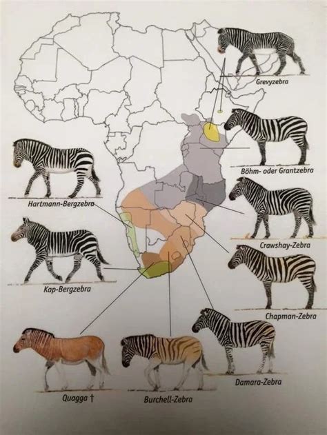 Zebra is a tourist attraction in pennsylvania. Zebra map. WHY QUAGGAS WHY!