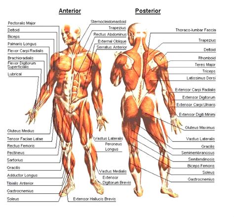 Welcome to innerbody.com, a free educational resource for learning about human anatomy and physiology. Muscle Diagram - Body Muscles - Charts
