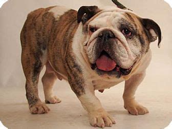 Rocky mountain french bulldog rescue, boulder, colorado. Pin by barry Stritton on bull dogs | Dogs, Pets, Rescue dogs