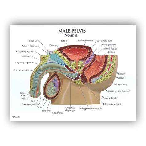 The urinary system is home of: Male Pelvis BPH 3D Model | Health Edco | Anatomy Models