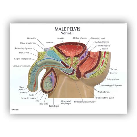 Anatomy of the human body for artists course. Male Pelvis BPH 3D Model | Health Edco | Anatomy Models