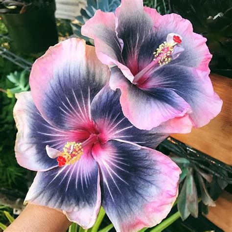 Feb 26, 2020 · hibiscus plants grow with terminal flowers; Mahalo HURLEY OHANA @hurley_pacificcity @hurley for all ...