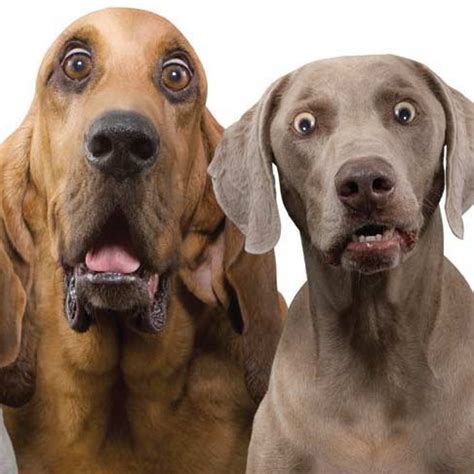 RSPCA Victoria - Pet Exchange Register & National Desexing ...