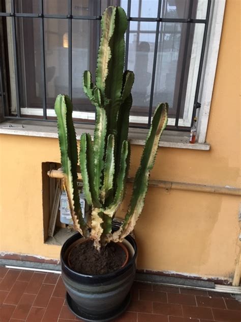 Cosa posso fare se il mio cactus si ammorbidisce e sembra giallastro? Le domande all'esperto su Cactus