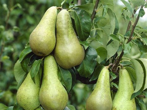 These pear fruit trees are customizable and available in all plant varieties. PEAR TREE - Multi-Variety Fruit Tree - PEAR - 5 varieties ...