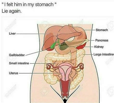 There are three layers of muscles in the abdominal wall. Chic saying meme pic | Human anatomy picture, Human ...