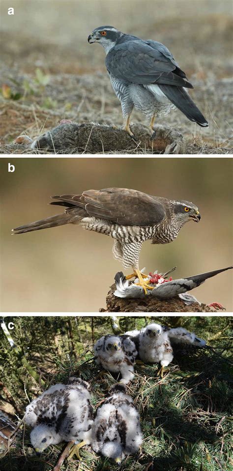 Des chercheurs aussi différents que james lovelock, l'écologue canadien c.s. Images of > 3-year male (a) and 2-year female (b) Northern ...