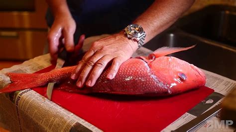 Cook brown rice to be done. How to Fillet a Red Snapper Fish ©Brett Martin Productions ...