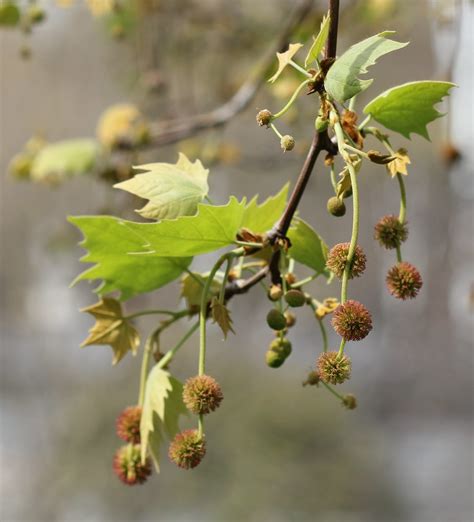 Do plane trees cause allergies? London Plane Tree Flowers | It was lovely seeing all the ...