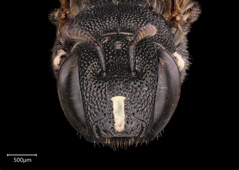 Ceratina calcarata or dupla ♀. Ceratina (Ctenoceratina) | Exotic Bee ID