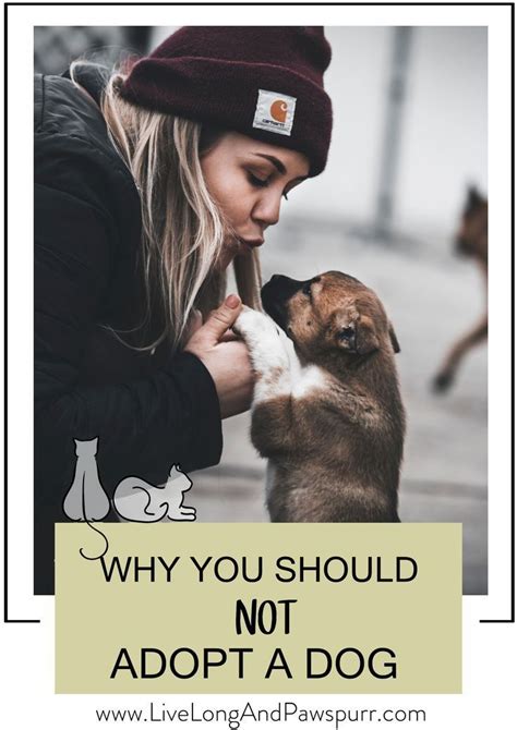 Elevated dog beds are sturdy and easier to get out of for some dogs. 6 Reasons Why You Should Not Get a Dog > Live Long and ...