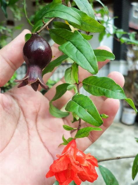 Untuk melakukan budidaya buah delima harus dilakukan dengan cara yang benar dan mengikuti dang harus mengikuti prosedur yang ada supaya menghasilkan buah delima yang melimpah. Tabulampot Delima Hitam Berbuah untuk Pertama Kalinya ...