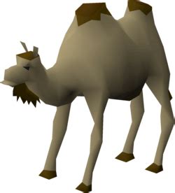 1 point utility 21 hours ago ✨ new report. Al the Camel - OSRS Wiki