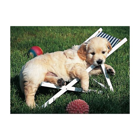 Premium puzzle mit softclick technologie! Puzzle 500 Teile, 49x36 cm, Golden Retriever, Ravensburger ...