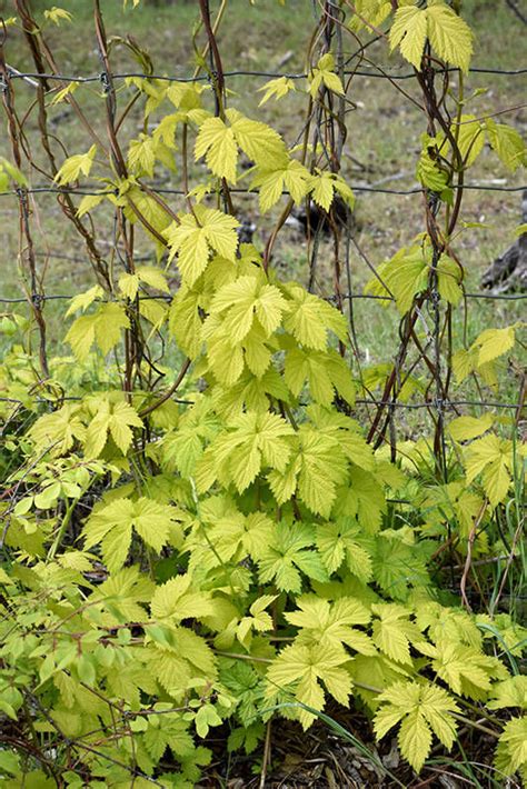 Maybe you would like to learn more about one of these? Ornamental Hops