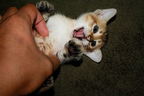 As to whether dogs are ticklish like humans, the answer is that no one knows. Tickling cat | Flickr - Photo Sharing!