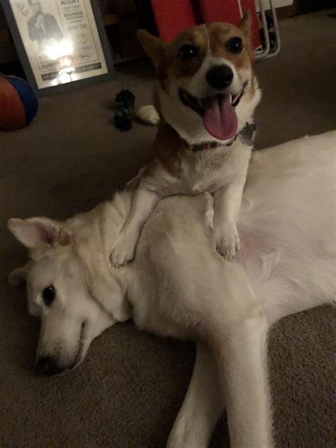 And while two individuals can get along, the more individuals added to a group increase the chance of arguments. TIL- You can't give belly rubs to other dogs when a Corgi ...