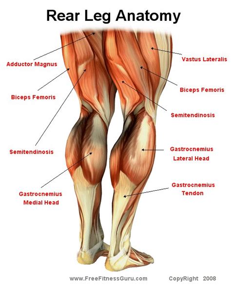 It is often used to indicate the position of one structure relative to another. FreeFitnessGuru - Rear Leg Anatomy