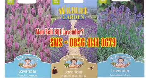 Io e 0 url cc. Penjual Benih Bunga Lavender Ada Di Sini | Blogspotnya Anjrah