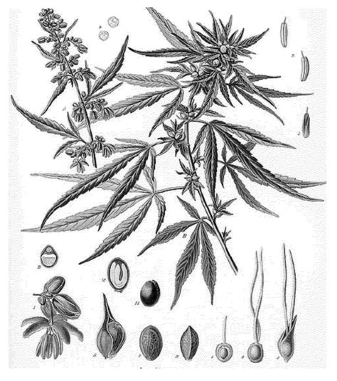 Do you want a tattoo like this? Patent US20120311744 - Marked Cannabis For Indicating ...