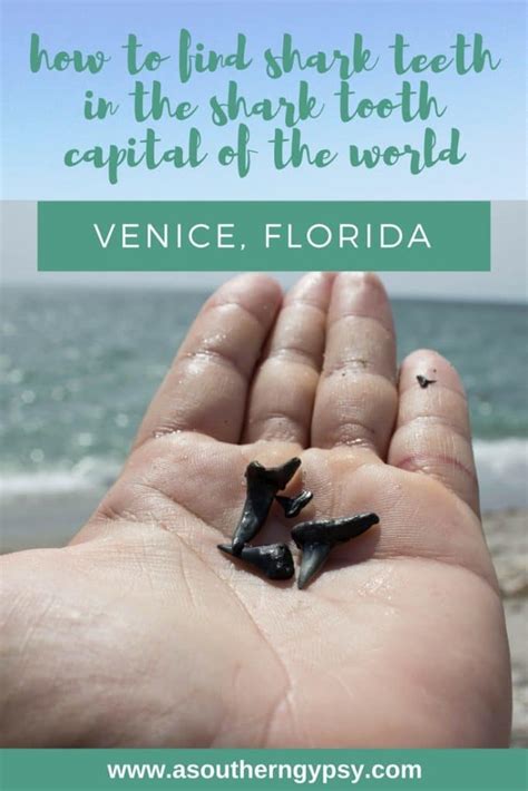 Learn how to knit faster with this amazing new technique that has taken yarn lovers around the world by storm. How to Find Shark Teeth in Venice, Florida // 'Shark Tooth ...