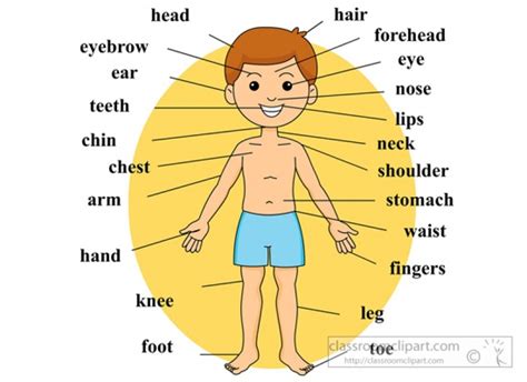 After the first video there is a large list of over 60 body. Body parts clipart 20 free Cliparts | Download images on Clipground 2021