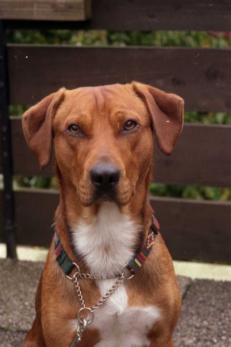 Österreichischer pinscher lenny rico von der birkenheide unterordnung. Donar und Gracy , zwei Österreichische Pinscher und Leo ...