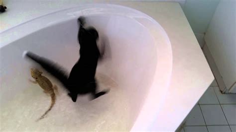 It's less painful than having hair pulled out, but it's still quite uncomfortable. Alistair the cat falls in the tub - YouTube