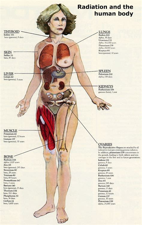 Its functions are stopped by death. Female Human Body Women Anatomy | Studie, Mensen