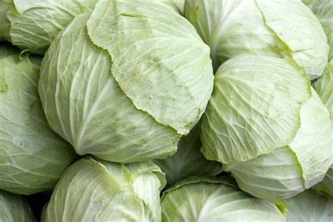 Maybe you would like to learn more about one of these? cavolo - Rimedi Naturali