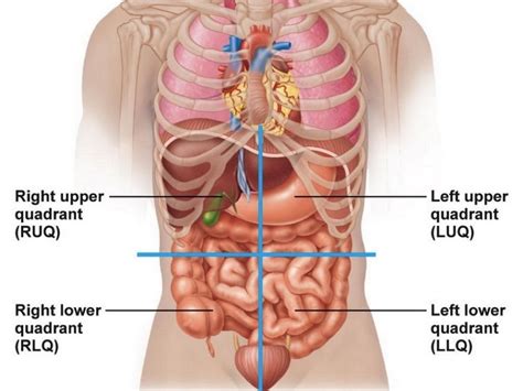 Major organs in the four quadrants · right upper quadrant: Abdominal Quadrant Anatomy