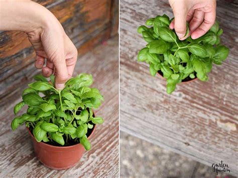 Basilikum (ocimum basilicum) ist auch als basilienkraut oder königskraut bekannt. Immer Ärger mit dem Basilikum - Garten Fräulein - Der ...