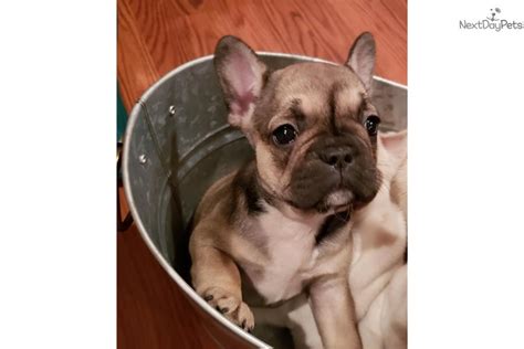 Find a great austin texas dog breeder at dogbreederdirectory.com. Remy: French Bulldog puppy for sale near Houston, Texas ...