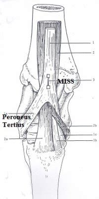 It is likely to be an accessory muscle to bipedalism. Relaxation verses Decontraction