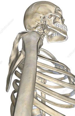 The compact bone is the smooth and very hard part of the bone. The bones of the neck and shoulder - Stock Image - C008 ...