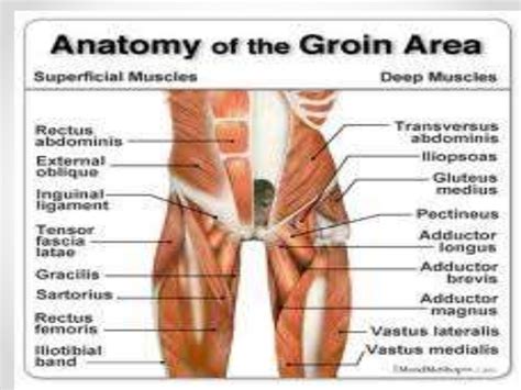 Otherwise, below is a summary of the basic anatomy of the hip: Sporting Hip and Groin IST 2