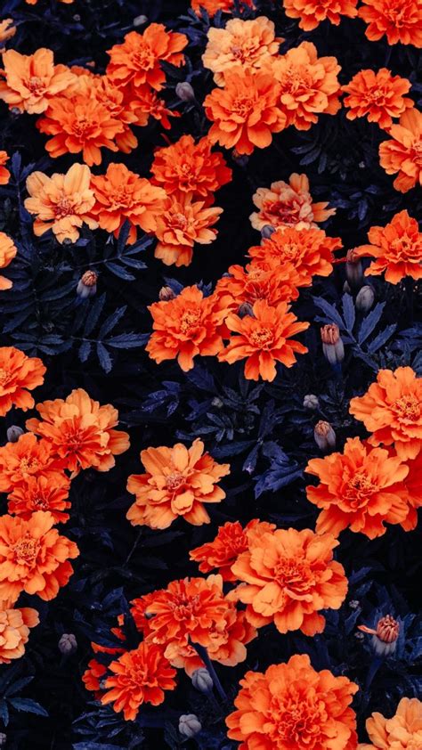 We have a massive amount of desktop and mobile backgrounds. Orange flowers, garden, plants, Kali Linux, stock wallpaper (With images) | Flower iphone ...