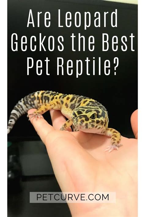 Reptiles as pets are a great option for many reasons. Are Leopard Geckos the Best Beginner Reptile in 2020 (With ...