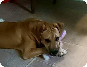 Fun loving dogs, its their character and zest for life that often attracts new owners note: Boxer Mix Puppy for adoption in Lima, Ohio - Rex | Puppy ...