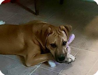 Sign in | join nowor. Boxer Mix Puppy for adoption in Lima, Ohio - Rex | Puppy ...