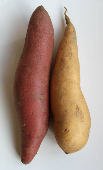 ), officially named the kingdom of tonga (tongan: Brungki: difference between yam and sweet potato
