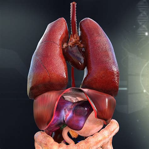 Radiographic anatomy of the skeleton: Human Female Internal Organs Anatomy 3D Model MAX OBJ 3DS FBX C4D LWO LW LWS | CGTrader.com