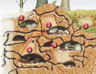 Esse número é 100 vezes maior do que a de outros insetos que possuem o mesmo tamanho. BIOCONSERVATION LIVES: Formigas Sauvas