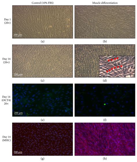 L6e9 muscle cells (gift from dr. Testing" And 2*3*8=6*8 And "L6E9"="L6E9 : Maturation Of ...